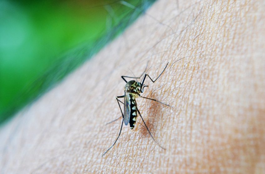 Mais 20,6 mil pessoas são infectadas pela dengue no Paraná