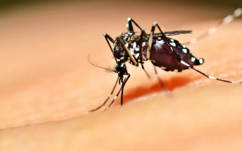  Paraná está em alerta para risco de epidemia de dengue