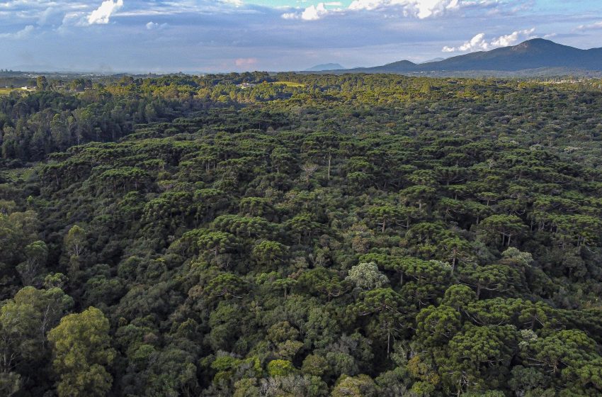  Paraná lidera produção nacional de lenha e silvicultura