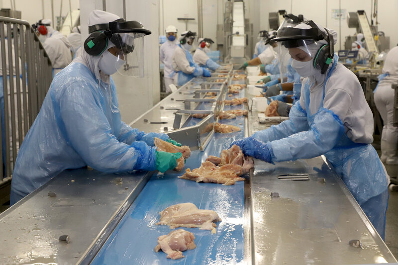  Produção de frango e suínos bate recordes no Paraná