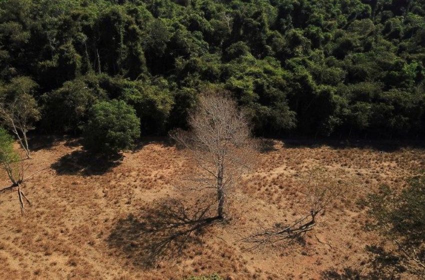  Brasil perde 15% de florestas naturais em quase 40 anos