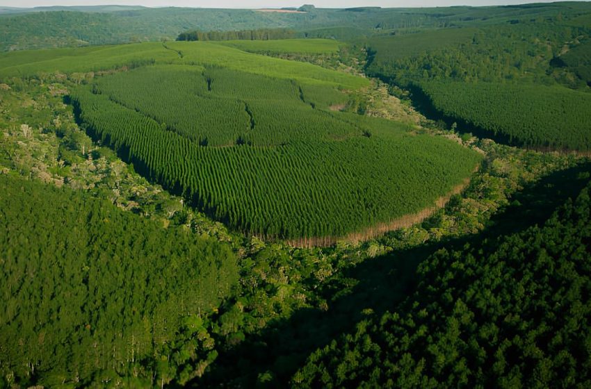  Florestas plantadas garantem sustentabilidade e bioeconomia