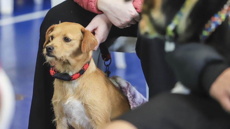  Mutirão de castração gratuita de animais chega no Bairro Novo