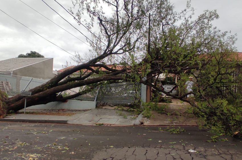  Mais de 60 árvores e galhos caem em Curitiba