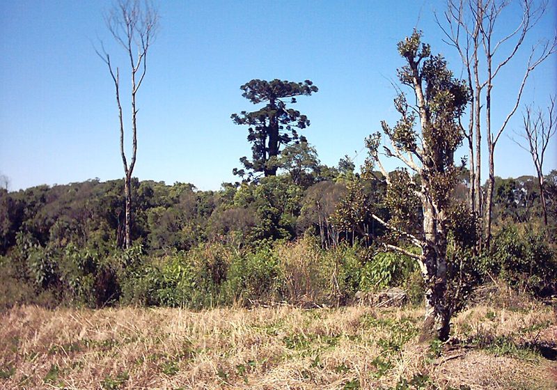  Temporal derruba araucária mais antiga do Paraná, de 750 anos