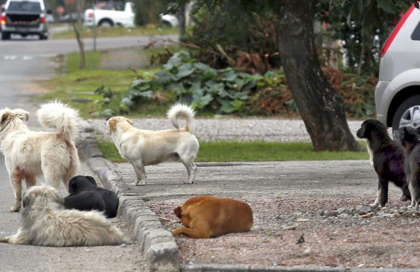  Curitiba tem aproximadamente 145 mil animais nas ruas