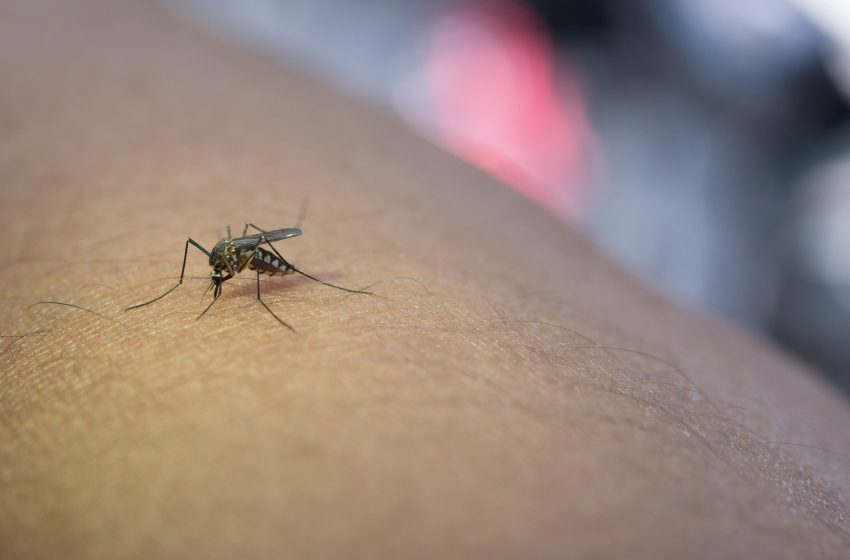  Paraná participa de testes de combate ao Aedes aegypti