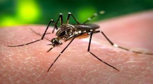 Por hora, Paraná confirma 132 casos de dengue