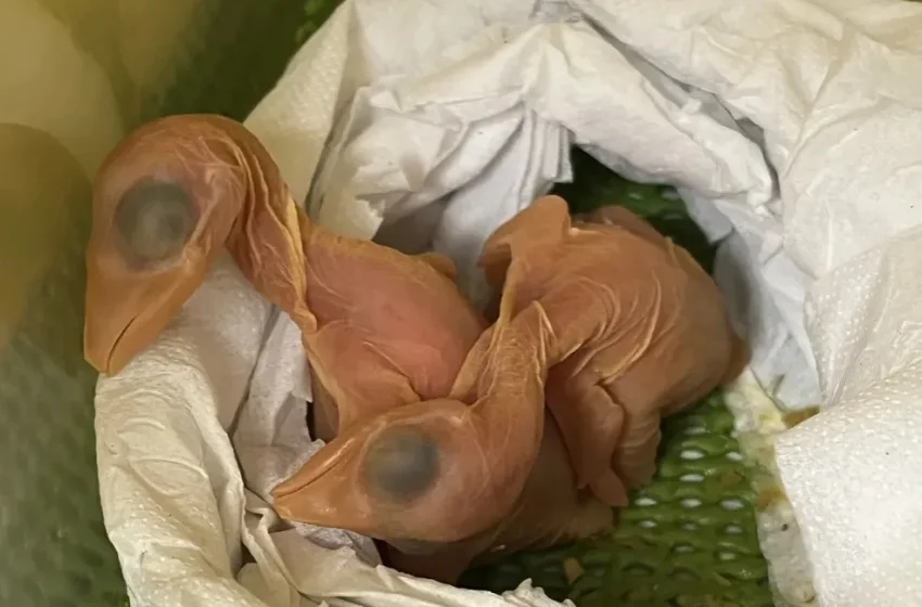  Ovos apreendidos em Aeroporto de Foz podem ser de tucanos