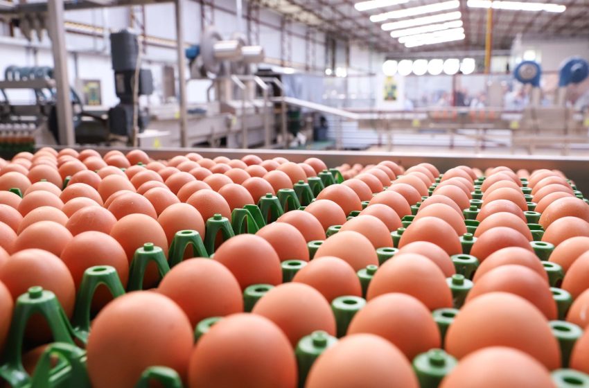  Preço do ovo tem queda de 8% no Paraná