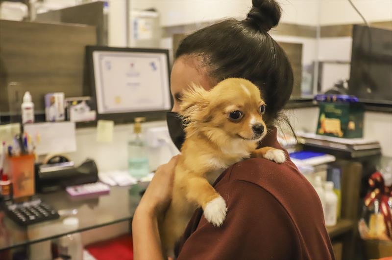  600 vagas são abertas para castração de cães e gatos