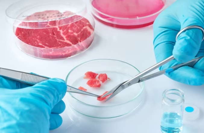 Carne celular pesquisas paraná abate animal sem sofrimento ciências