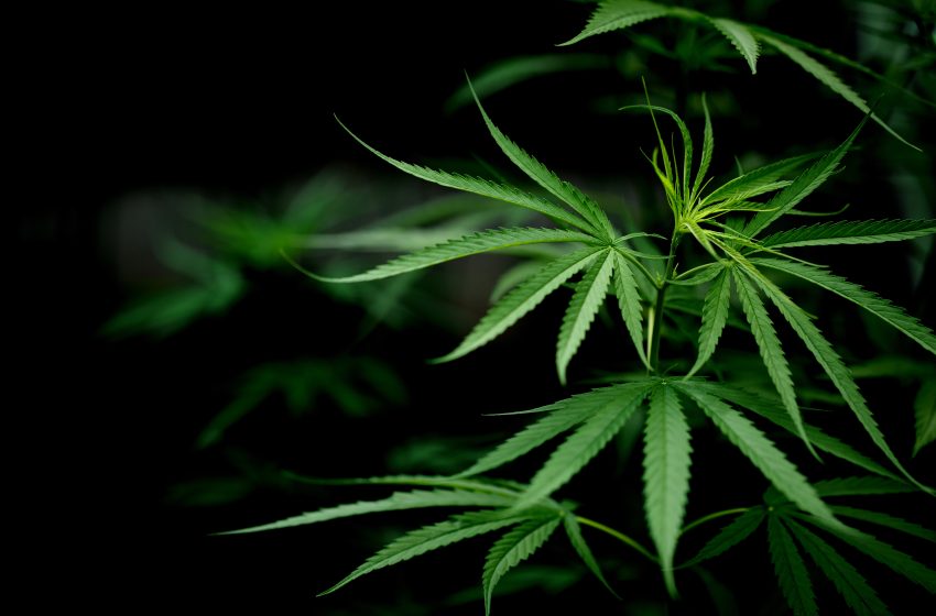  Distribuição de remédios à base de cannabis é votada