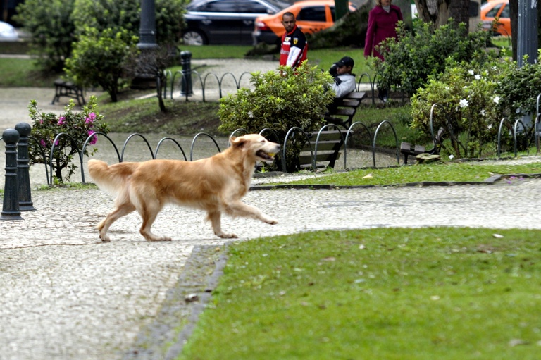  Curitiba poderá ter bebedouros para pets em parques