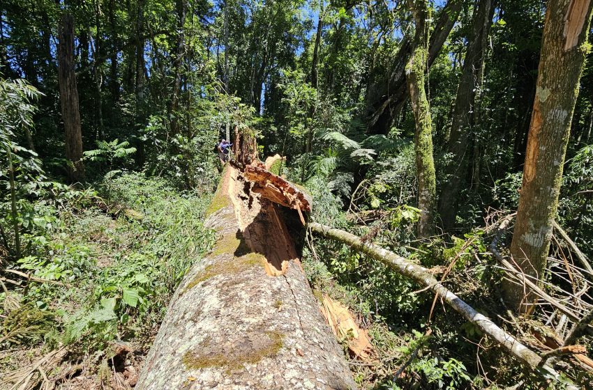  Araucária gigante que caiu no Paraná será clonada