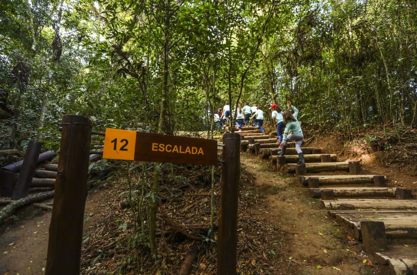  Bosque urbano em Curitiba reduz temperatura em 4°C, revela estudo