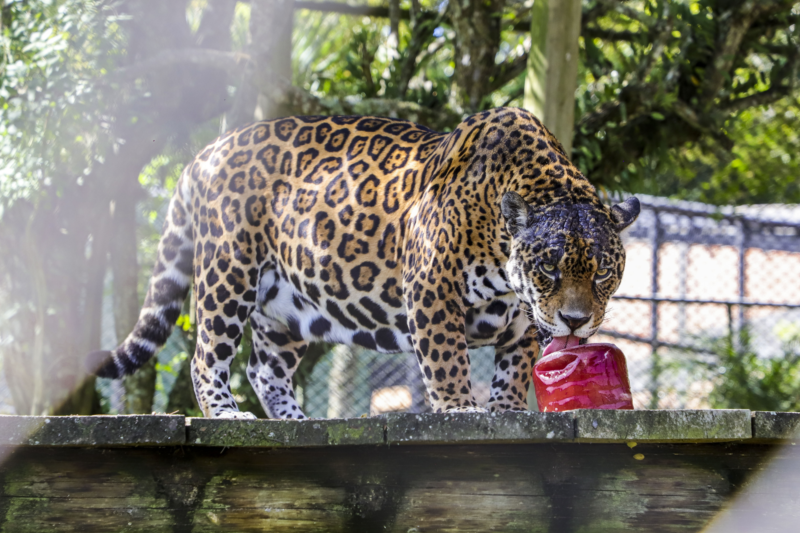  Animais do Zoológico de Curitiba recebem picolés devido ao calor