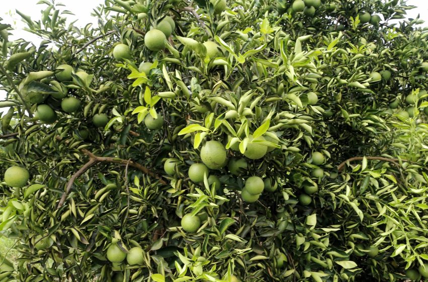  Plantações de citros são afetadas por praga, no Paraná