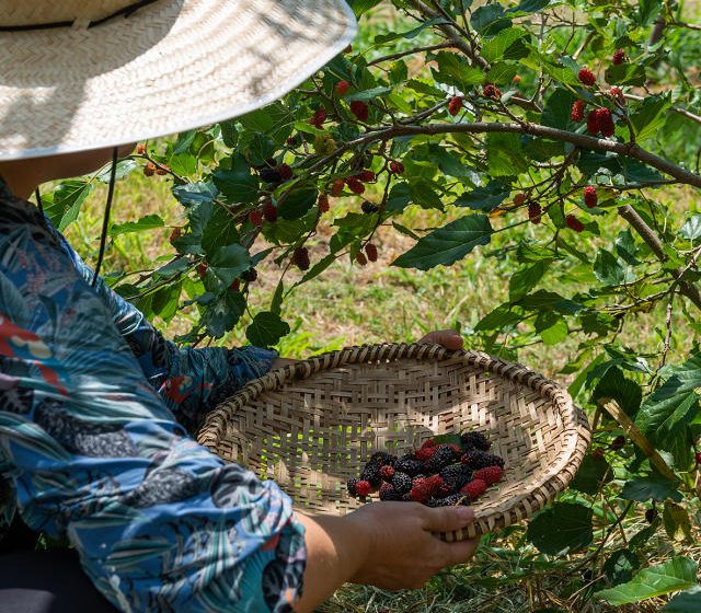  Produção de amora cresceu no Paraná em 2022