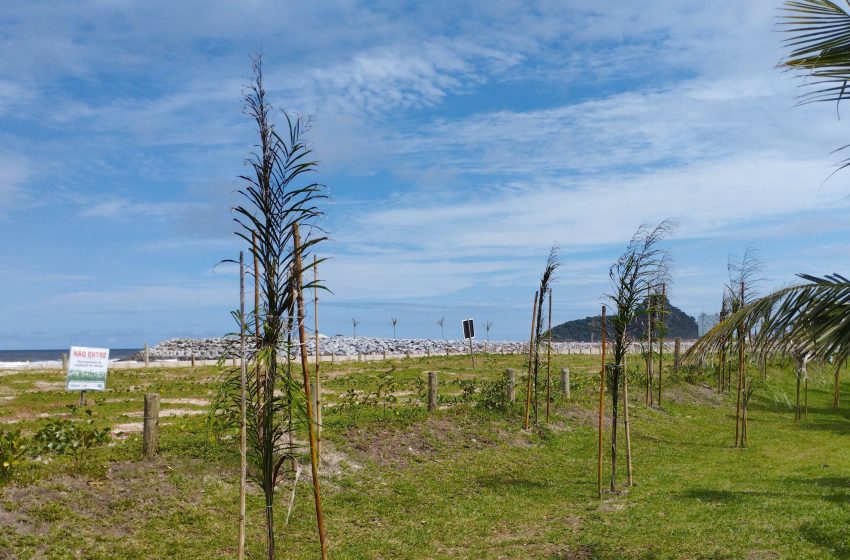  Orla de Matinhos tem 3,6 mil novas árvores plantadas