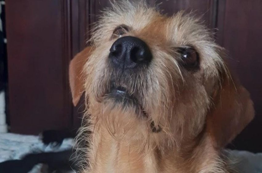  Cãozinho que fugiu após fogos no Parque Barigui é encontrado