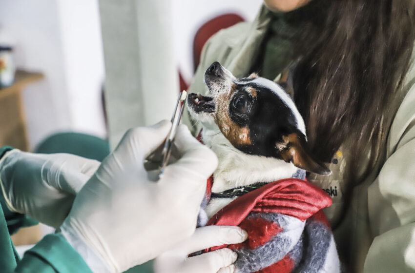  Pets do bairro Cajuru recebem serviços veterinários gratuitos em fevereiro