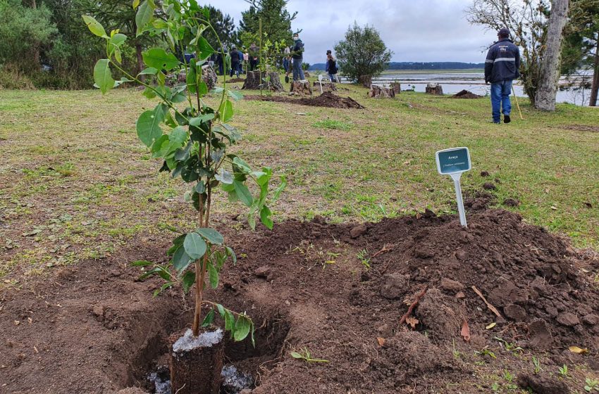  Paraná distribui quase dois milhões de árvores em 2023