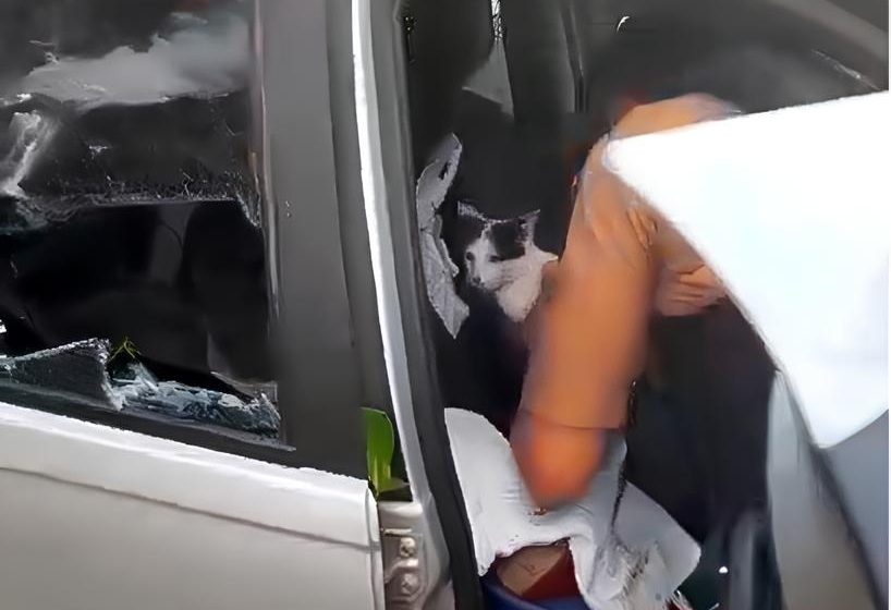  Gata trancada dentro de carro é resgatada por policiais