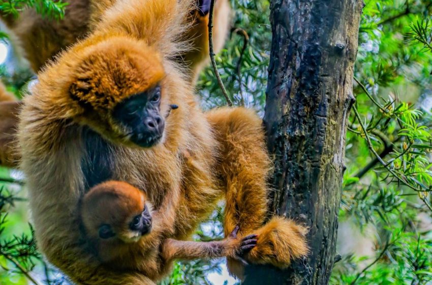  Zoológico de Curitiba tem programação especial de férias