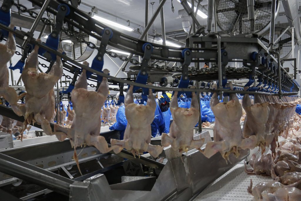 Frigoríficos paranaenses recebem autorização para exportar frango para a China
