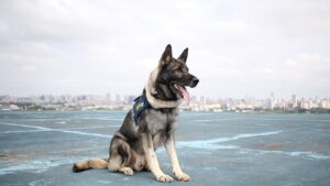 PRF procura novo lar para Echo: cão policial