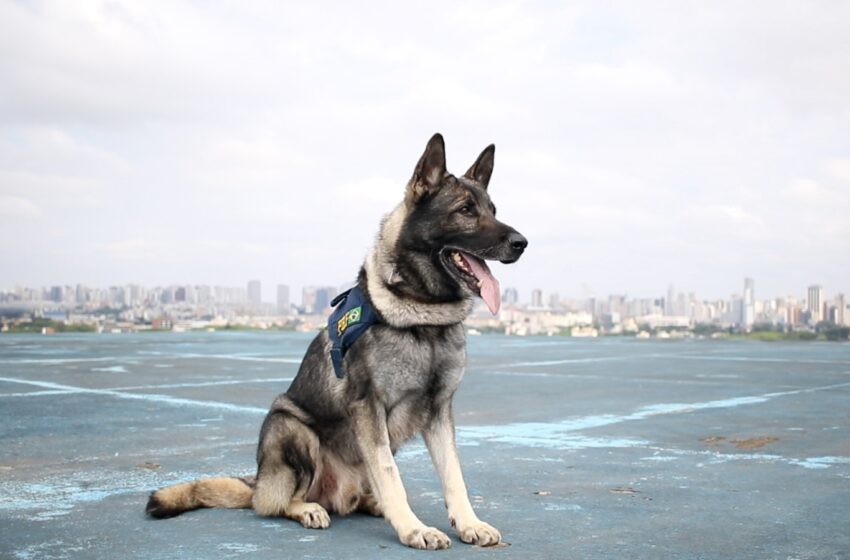  PRF procura novo lar para Echo: cão policial