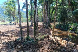 IAT aplica R$ 55 mil em multas por desmatamento em Guaratuba