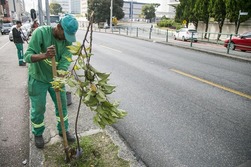 obras inter 2 curitiba replantio árvores mudas serviços