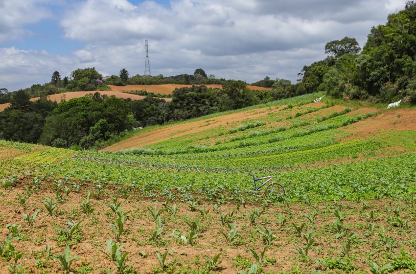  Paraná lidera no país a produção de orgânicos