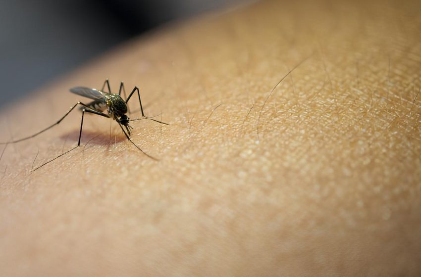 Paraná confirma mais de mil casos de dengue por dia