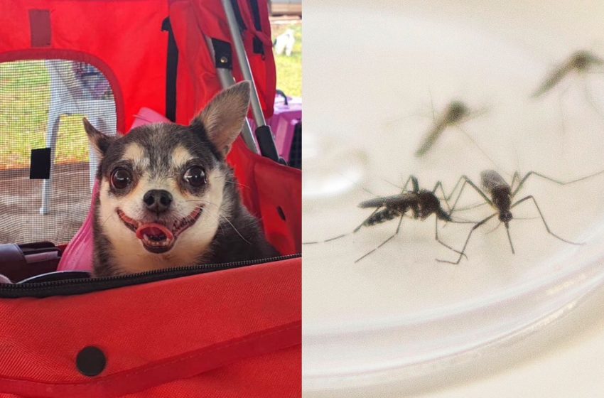  Cachorros podem pegar dengue? Entenda