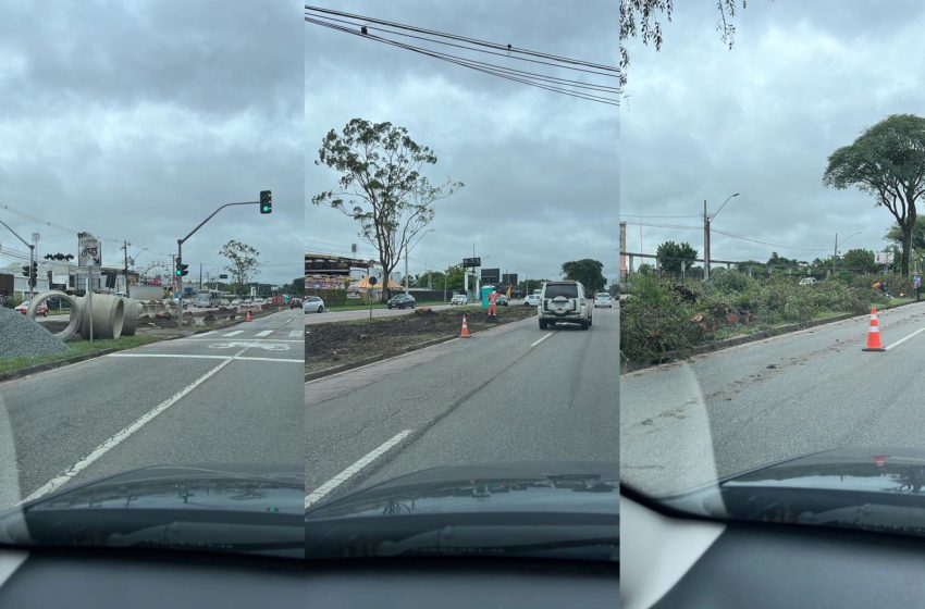  Cortes de árvores na Avenida Victor Ferreira surpreendem motoristas; entenda