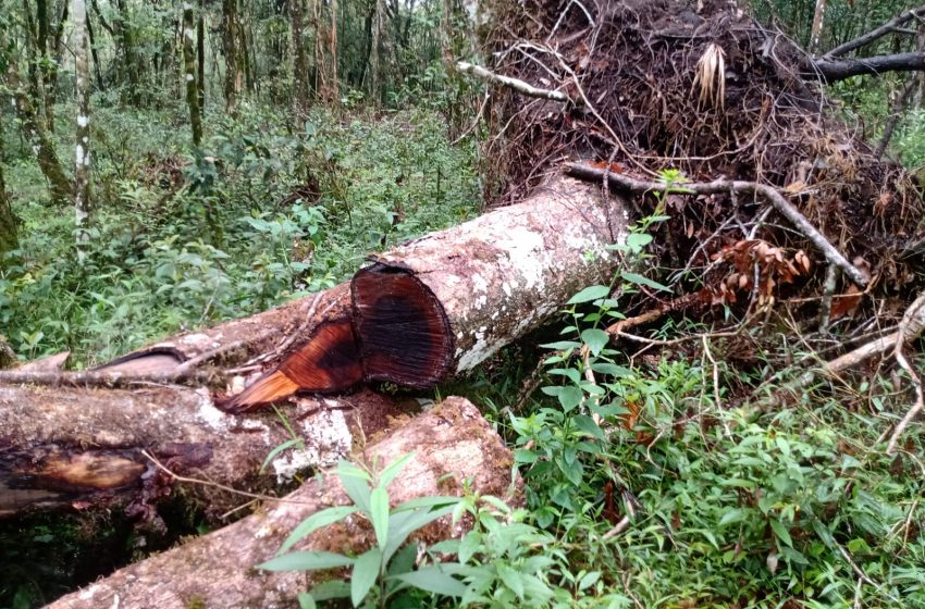  Duas propriedades rurais são fechadas por desmatamento ilegal, no Paraná