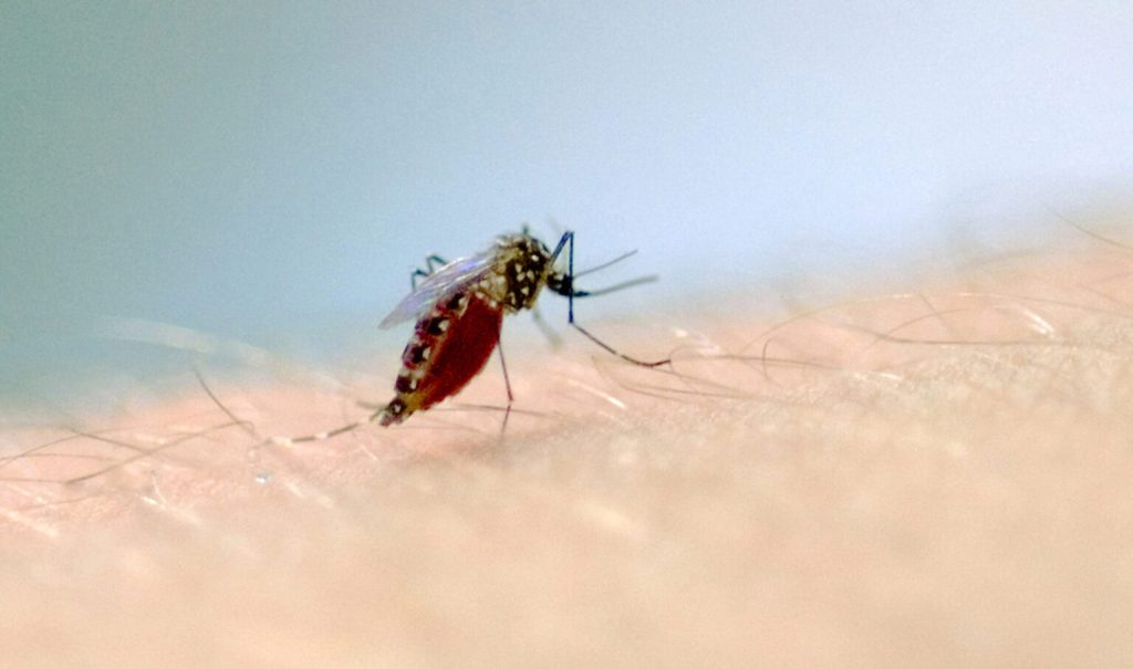 Curitiba tem mais de 700 novos casos de dengue