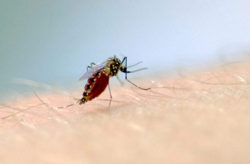 Curitiba tem mais de 700 novos casos de dengue