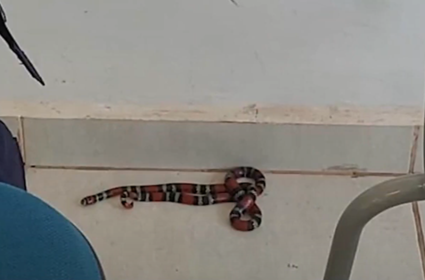  Cobra é retirada de sala de aula do Paraná