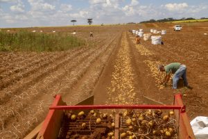 Clima prejudica colheita da batata e tubérculo fica mais caro