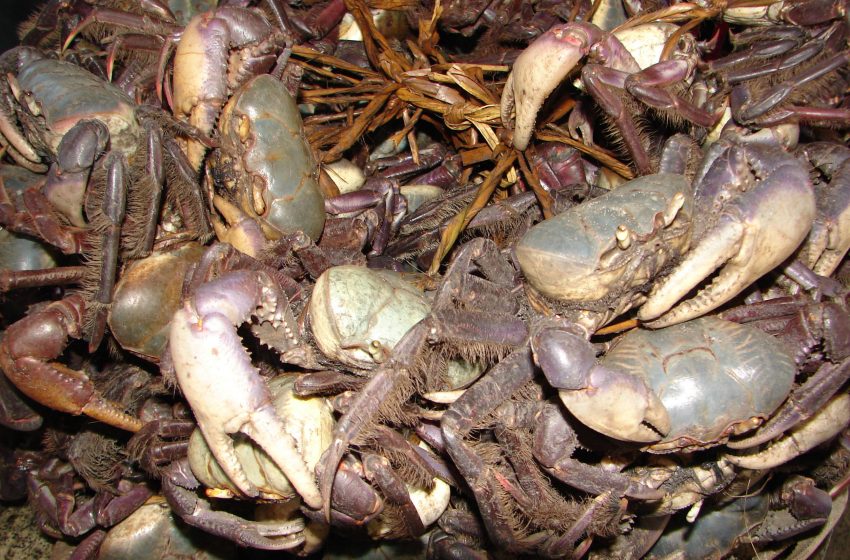  Período de defeso do caranguejo-uça começa nesta semana no Paraná
