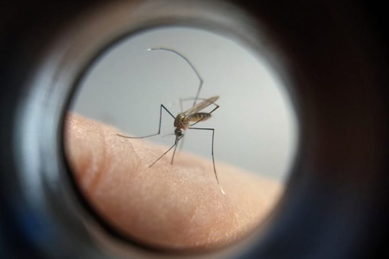  Curitiba registra mais de 100 casos de dengue por dia
