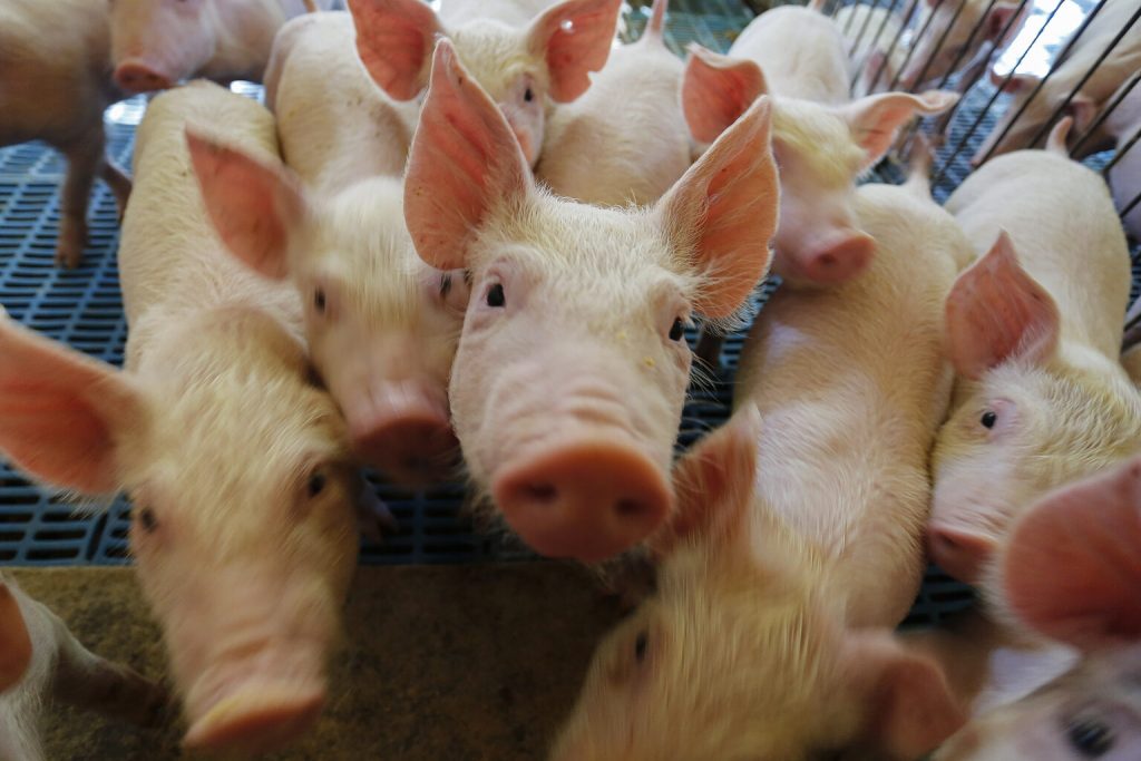 Paraná ganha núcleo genético de suínos