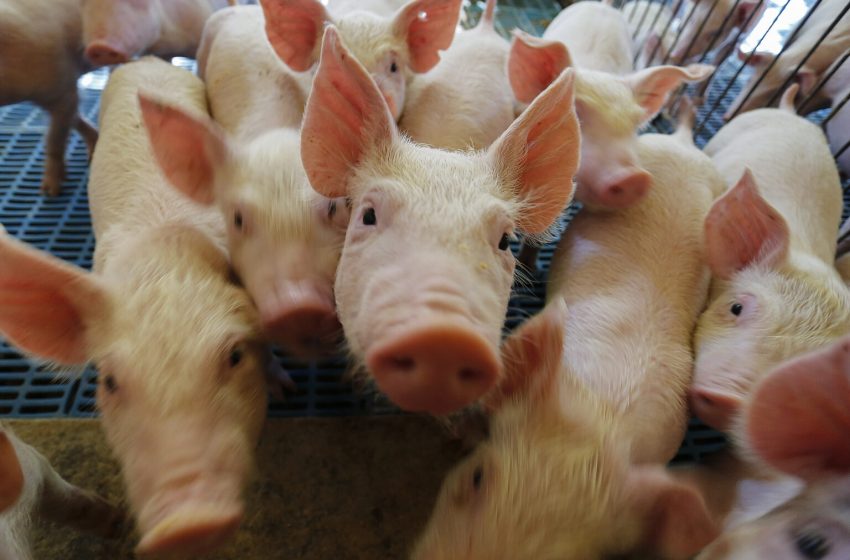  Paraná ganha núcleo genético de suínos