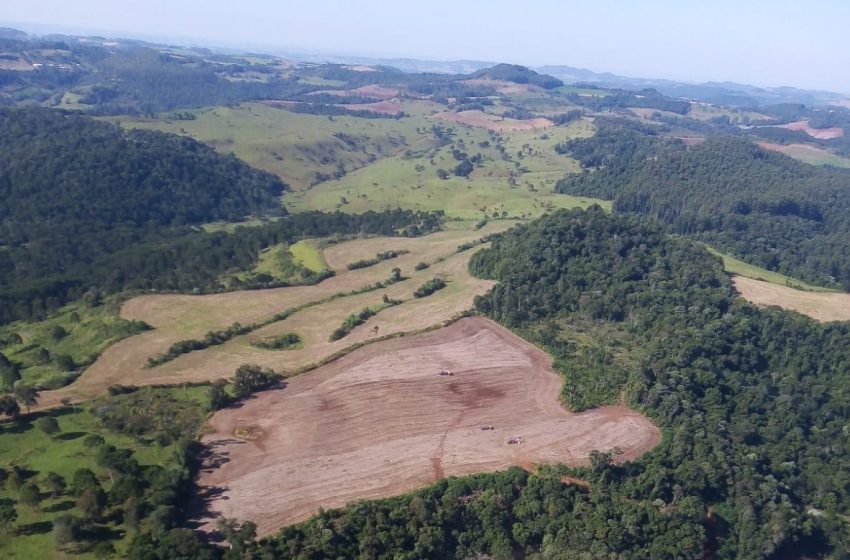Paraná reduz desmatamento em 78% em 2023
