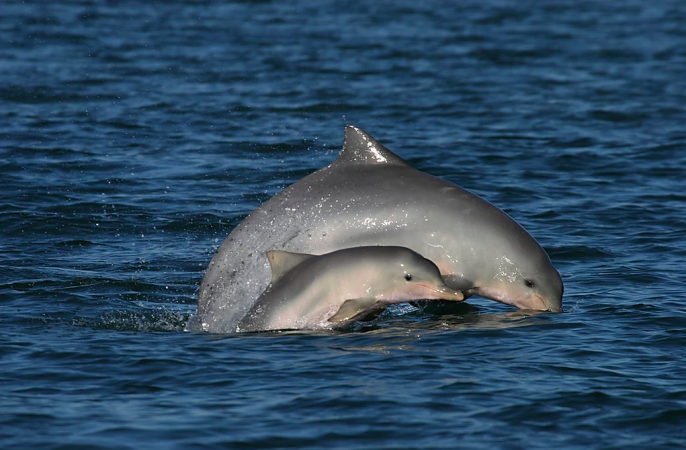 Mais golfinhos podem aparecer após conclusão da Ponte de Guaratuba
