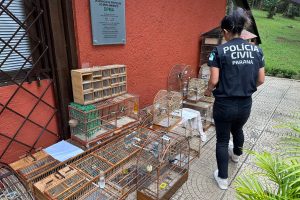 Casos de maus-tratos a animais disparam em Curitiba